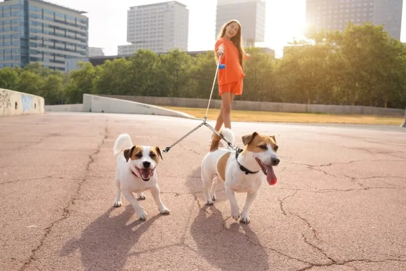 What To Do If Your Dog Is Constipated
