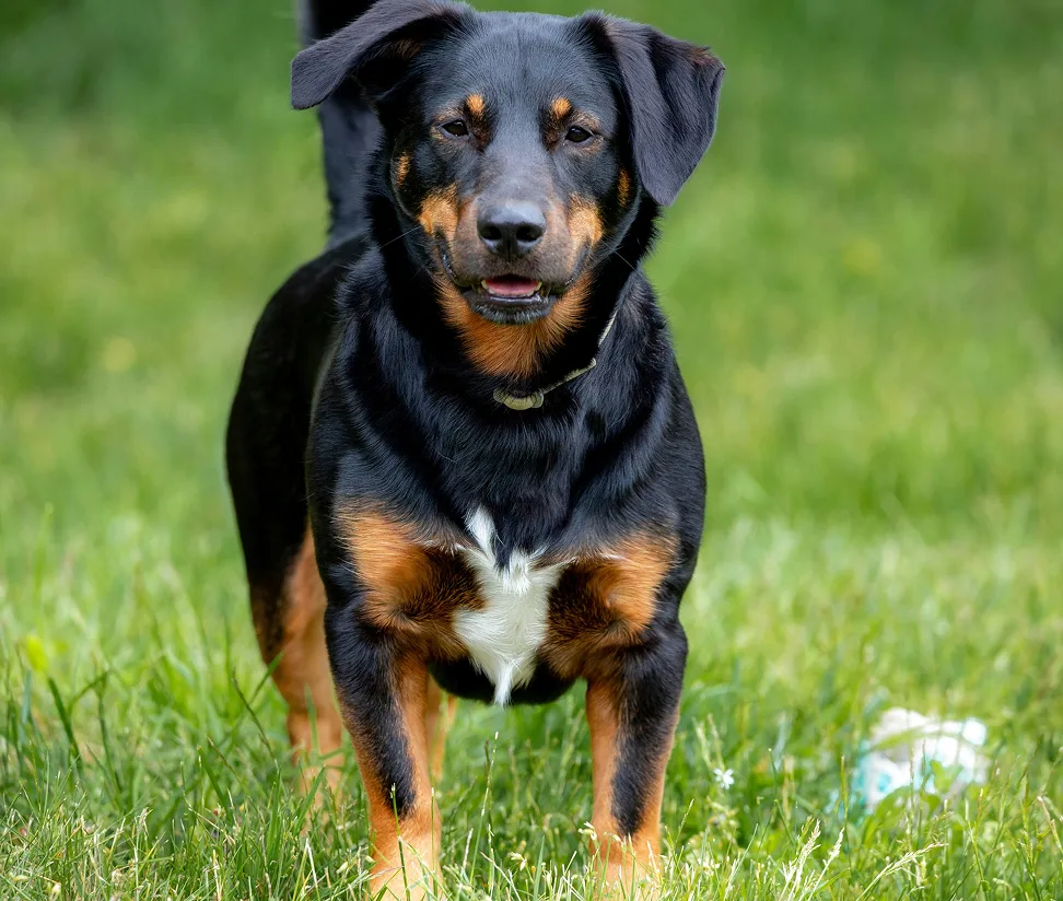 Black and tan Rottweiler mix standing in a grassy field