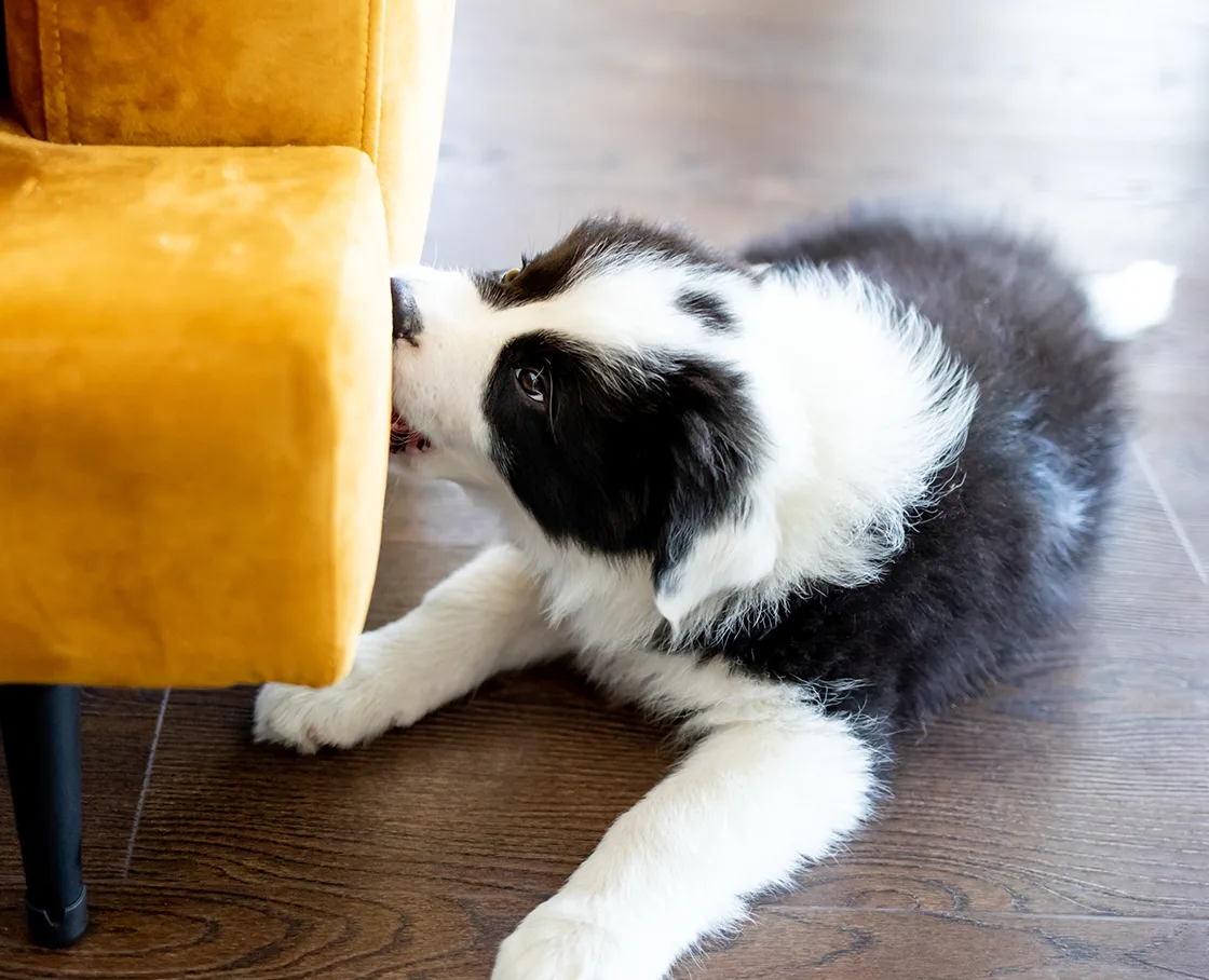 puppy chewing on arm of yellow couch