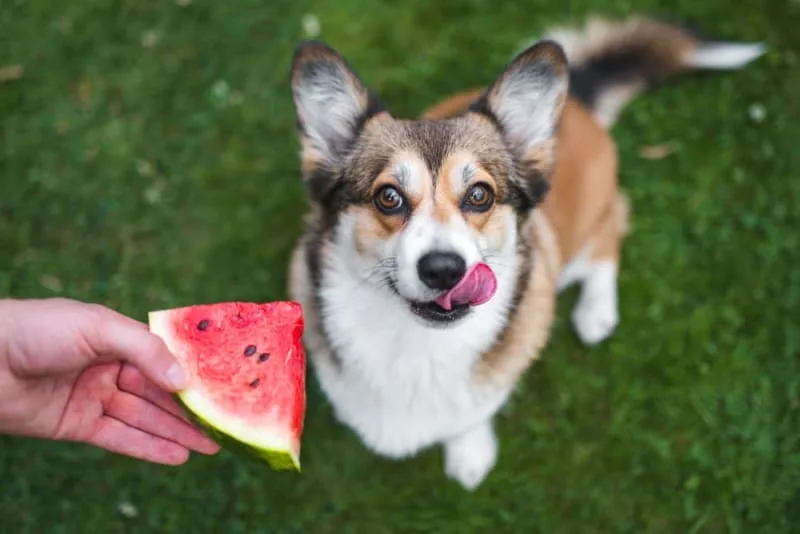 Natural Treats & Treat Alternatives for Dogs