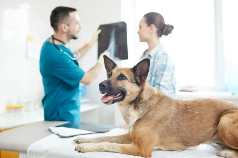 X-Rays for Dogs