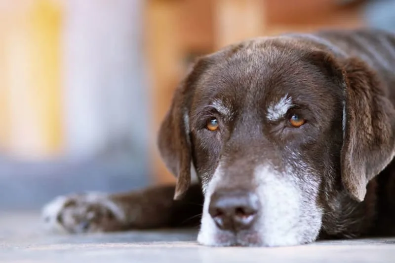 Dog Urinary Tract Infection: Causes, Symptoms & Treatment