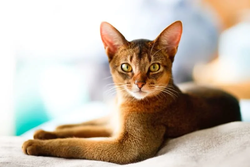 Aural Hematomas in Cats: When is Surgery Needed?