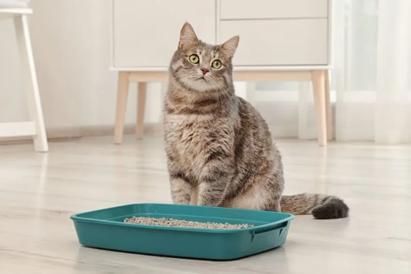 Why Is My Cat Peeing Outside the Litter Box?