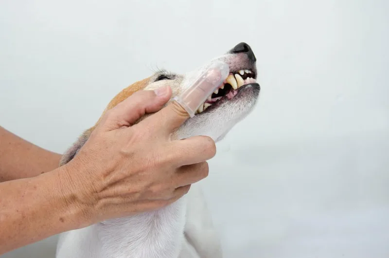 How To Prevent and Treat A Cavity In Dogs