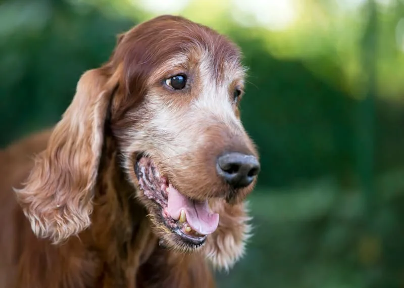 How to Take Care of a Senior Dog: Tips & Advice