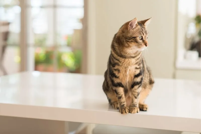 Should I get my indoor cat vaccinated? Why & When to Do It