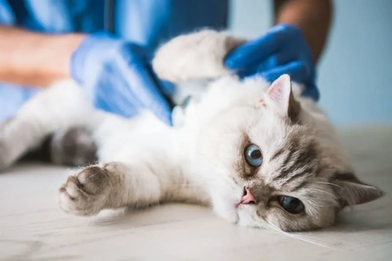 Getting Your Cat Fixed: When & What To Know