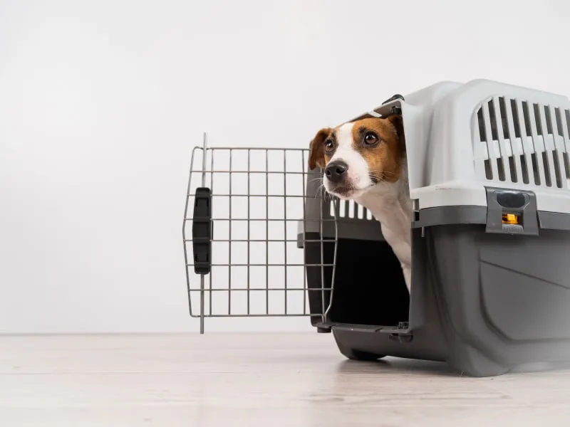 Dog Health Certificates - Preparing to Travel with Your Dog