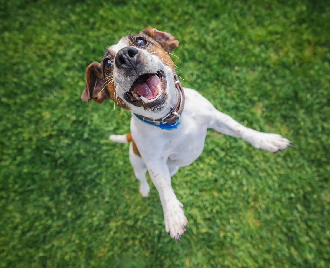 JRT jumping in green grass