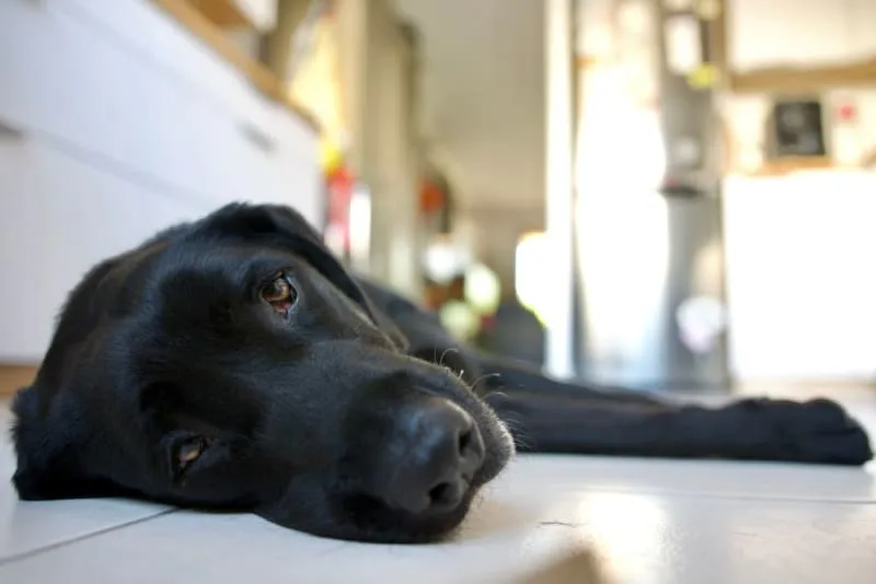 Can a Dog Have a Reaction to the Bordetella Vaccine?