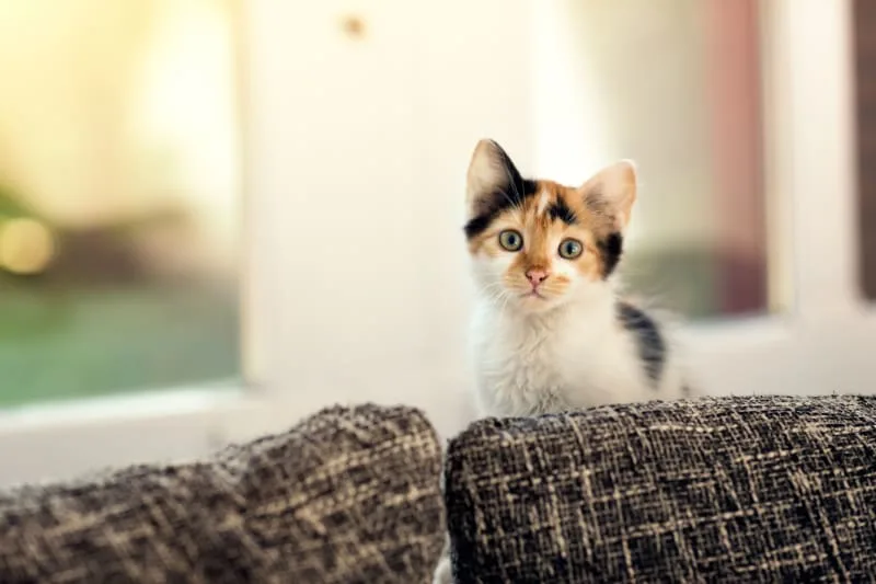 Teething In Kittens: What Can You Do To Help?