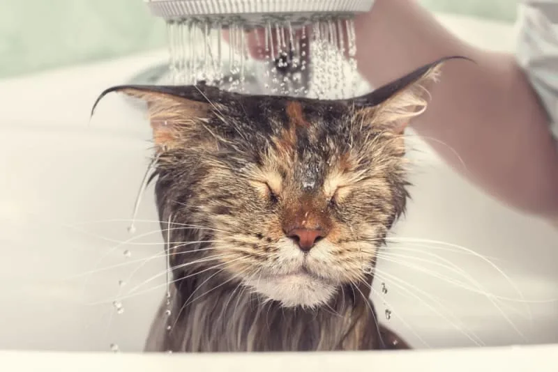 How to Bathe a Cat & How Often You Should Do It