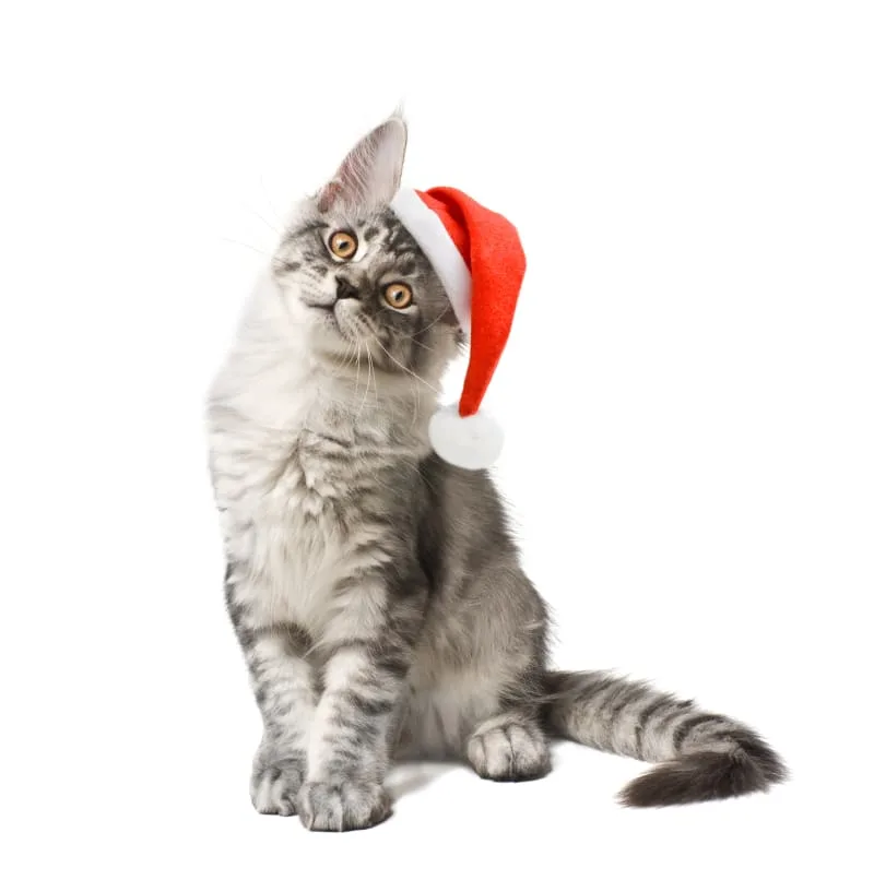 Santa Pictures With Your Pet at Rabun Animal Hospital!