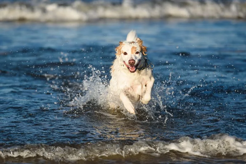 Can Acupuncture Help My Pet Feel Better?