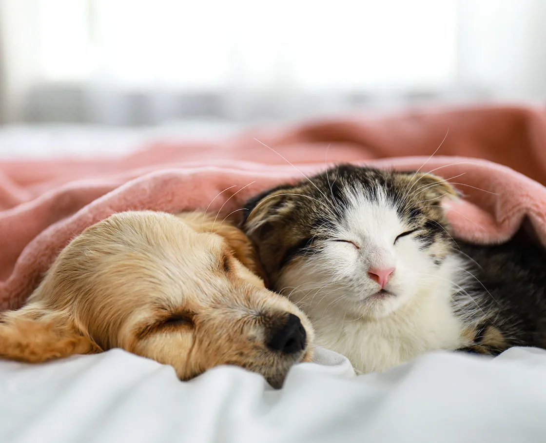 puppy and kitten under blanket