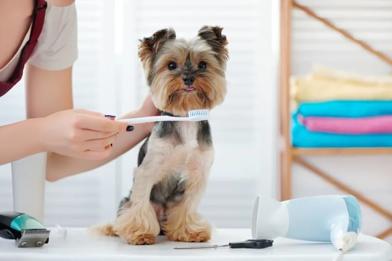 Dog Cavities: Do Dogs Get Cavities?