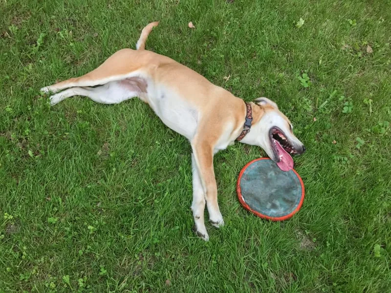 All About Heatstroke in Dogs