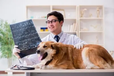 What to Expect During Your Dog's CT Scan