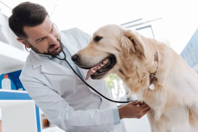Bordetella in Dogs
