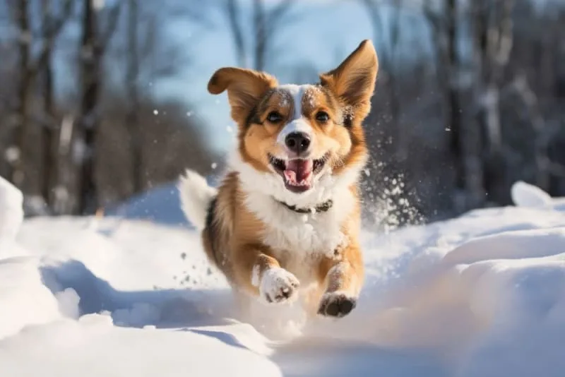 Osteoarthritis in Dogs: Causes, Symptoms & Treatment