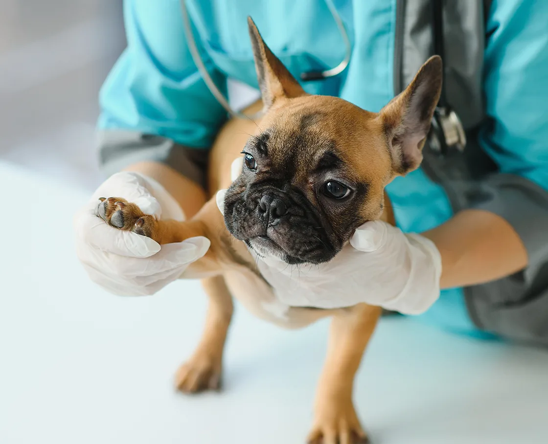 french bulldog getting paw examined