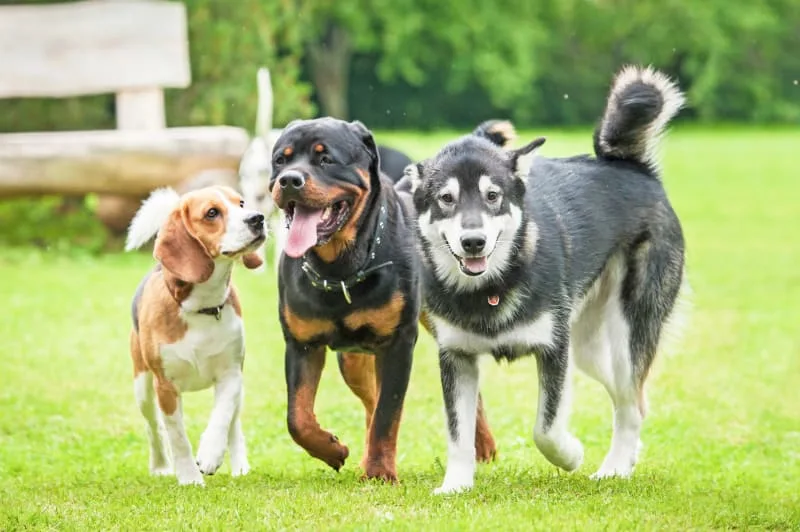 Bordetella in Dogs: Diagnosis, Symptoms and Treatment