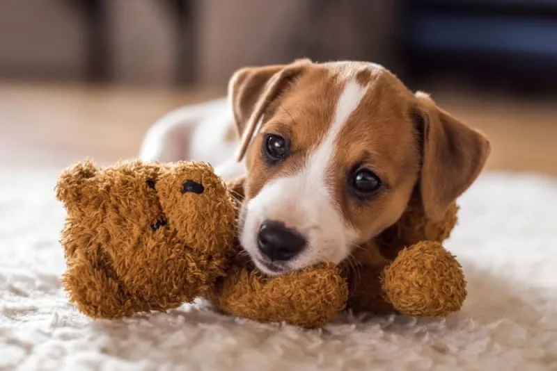 Leaving a Puppy Alone at Home for the First Time: How to Prepare