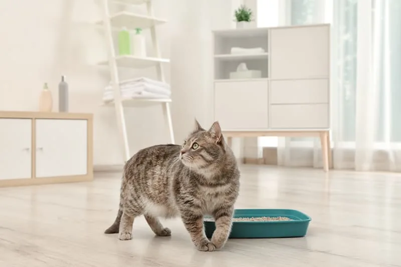 Cat Urinary Tract Infection