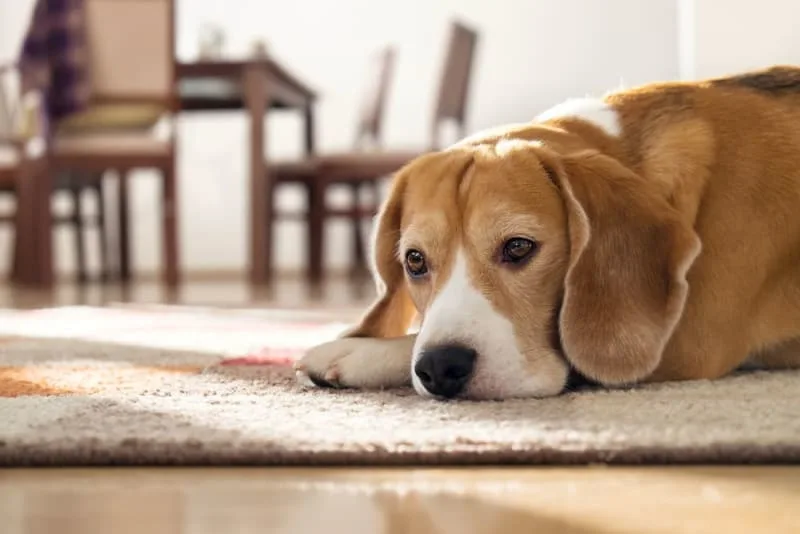 Dogs & Parvovirus: What You Need to Know