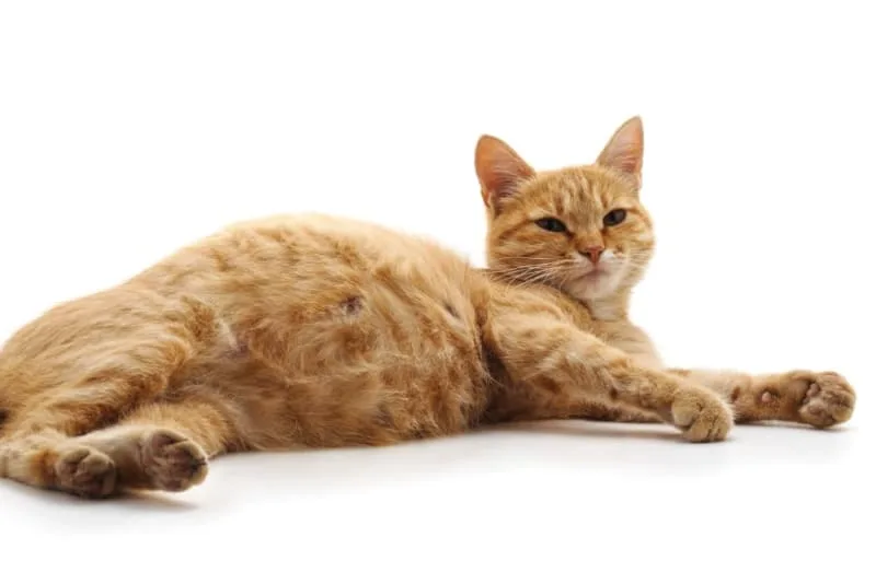 How to Tell if My Cat is Pregnant?