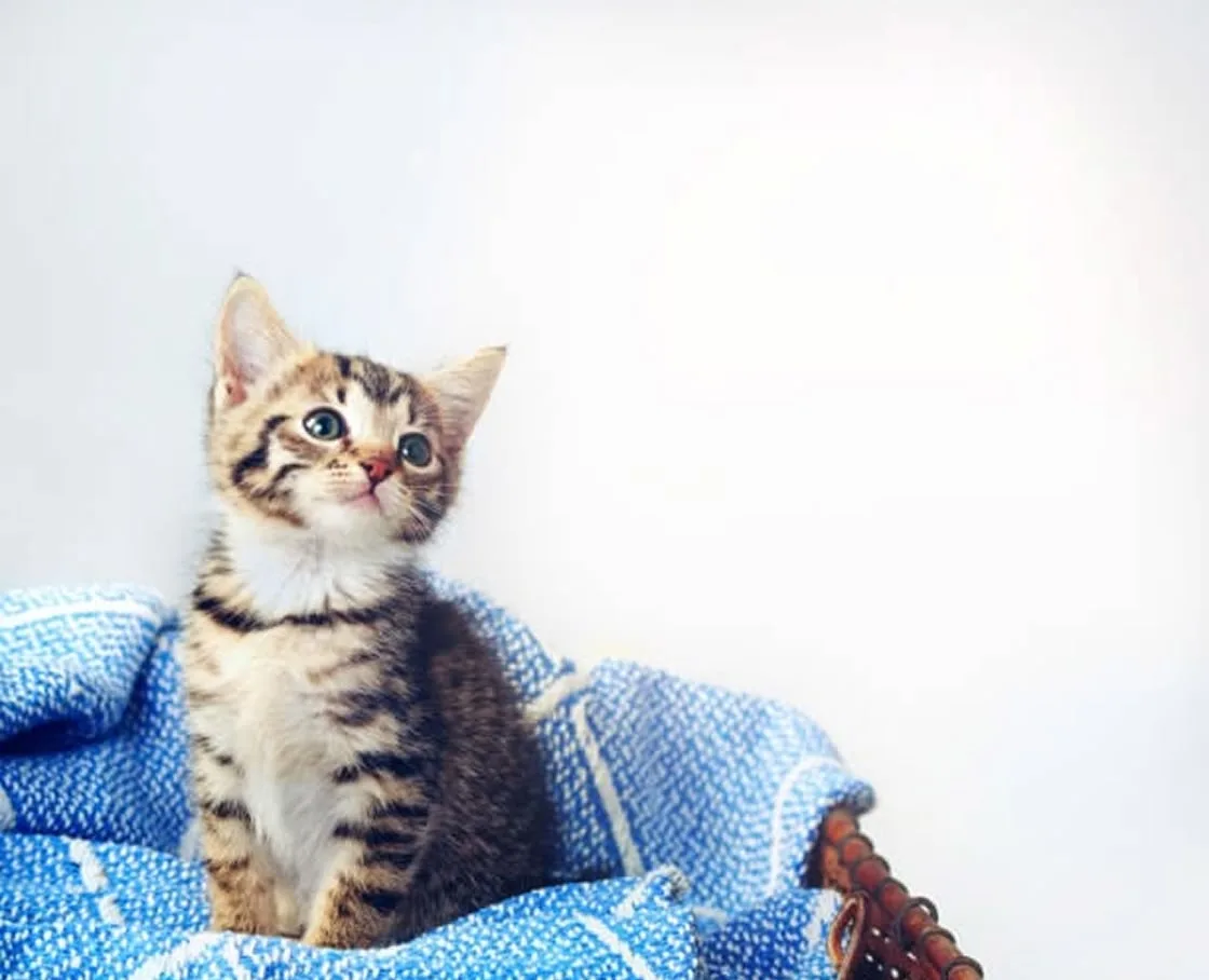 A tabby kitten with white chin and chest sits in a wicker basket lined with a blue and white blanket, looking upward against a bright off-white background.