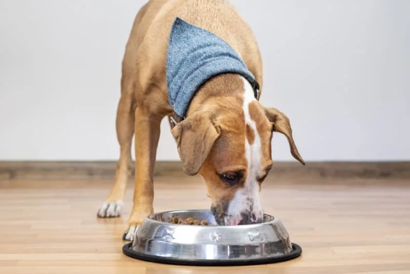 How to Choose Dog Food: What Is the Best Food for Dogs?