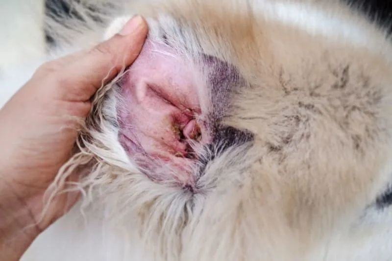 Ear Mites in Cats: Causes, Treatment, & Prevention