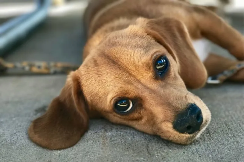My Dog Ate Gum: Is That Dangerous?