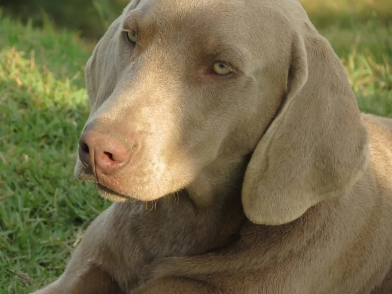 Giardia in Dogs
