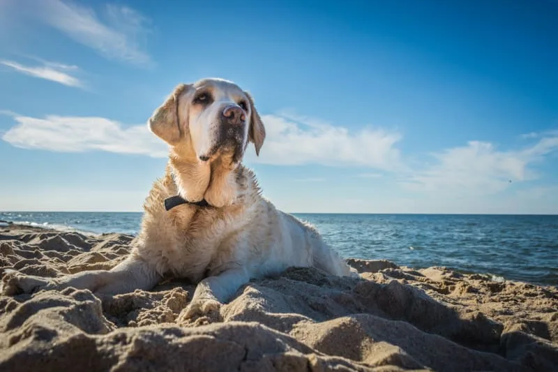 Osteoarthritis in Dogs: Causes, Symptoms & Treatment