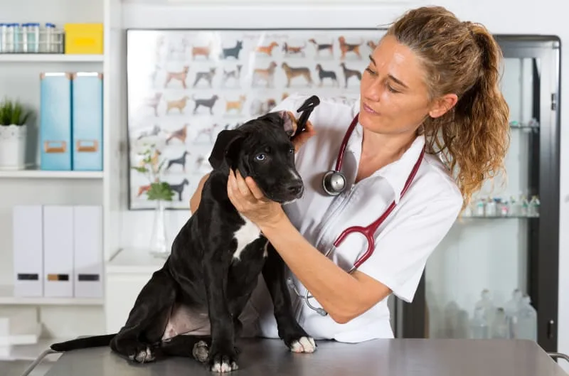 Your Puppy's First Vet Checkup