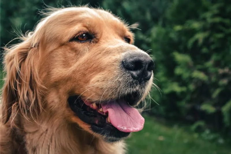 Bad Breath in Dogs: Causes & Remedies