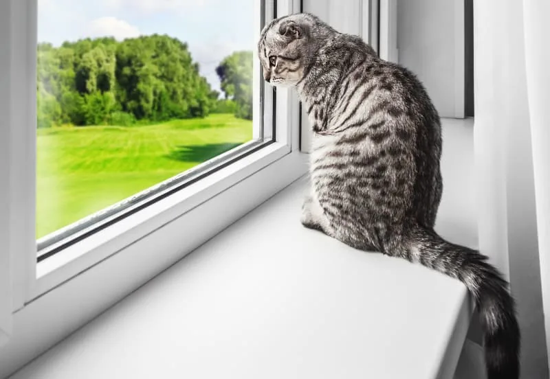 How Long Can You Leave a Cat Alone