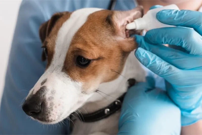 Ear Infections in Dogs