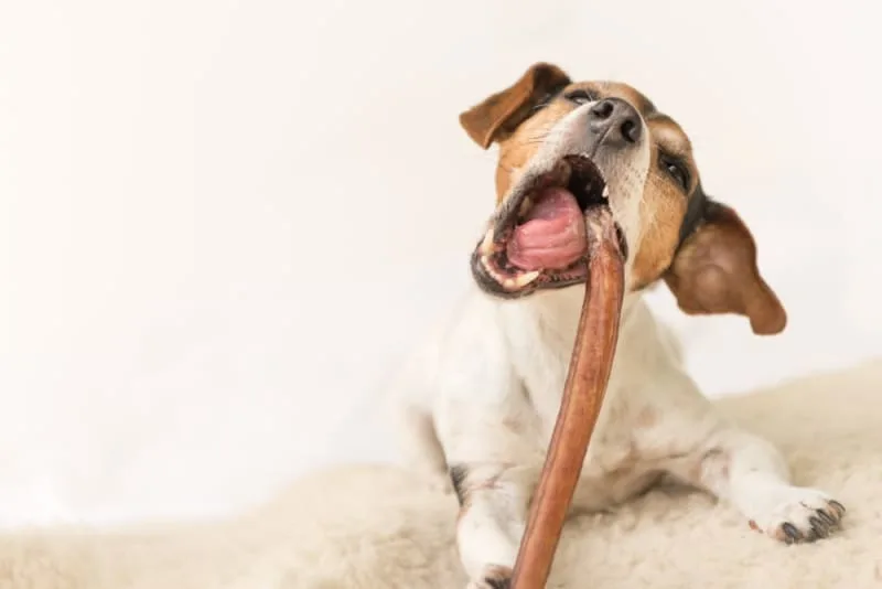 Heimlich Maneuver For Dogs: What To Do If My Dog Is Choking