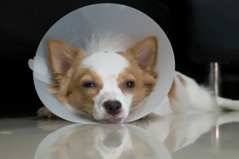 Sings of Infection After Spaying or Neutering Your Dog