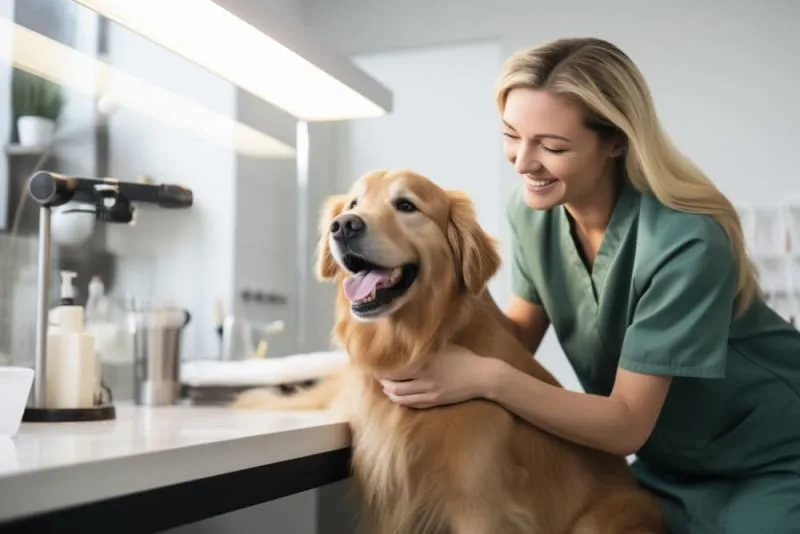 What to Expect When You Attend a Wellness Exam for Your Pet