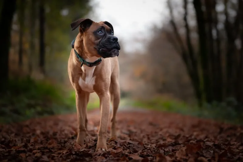 What is Whipworm in dogs? Causes, Treatment & Prevention