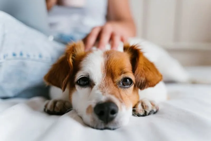 Dog Intestinal Blockage Surgery