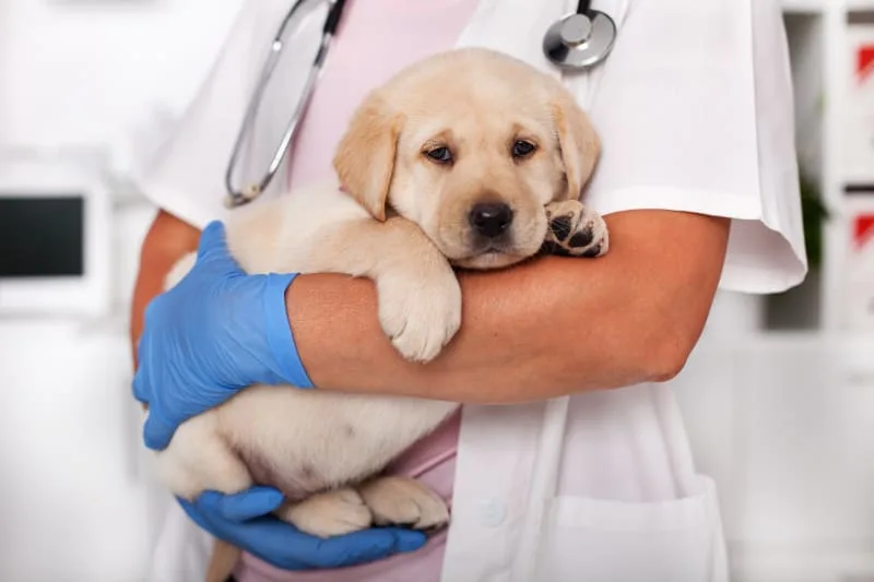 What to Expect At Your Puppies First Vet Checkup