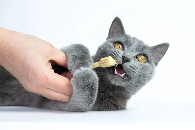 Gingivitis in Cats: Symptoms, Causes & Treatments