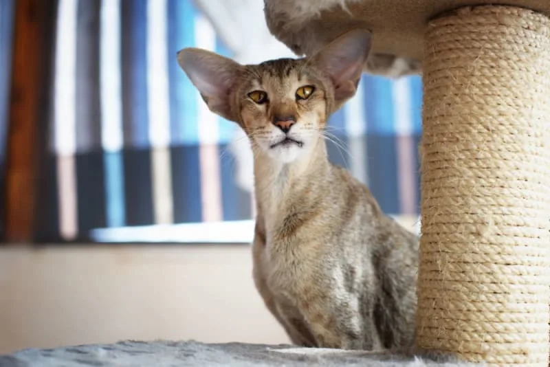 Ear Infections in Cats