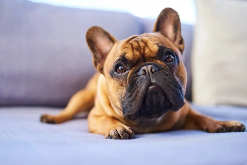Hydrotherapy For Pet Rehabilitation